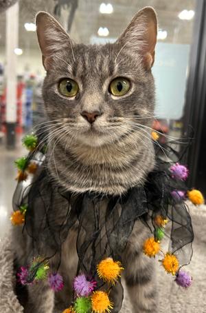 Bella